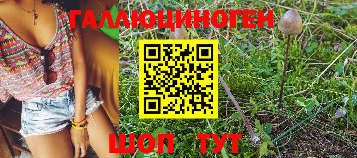 купить   Красный Сулин  Галлюциногенные грибы Cubensis 